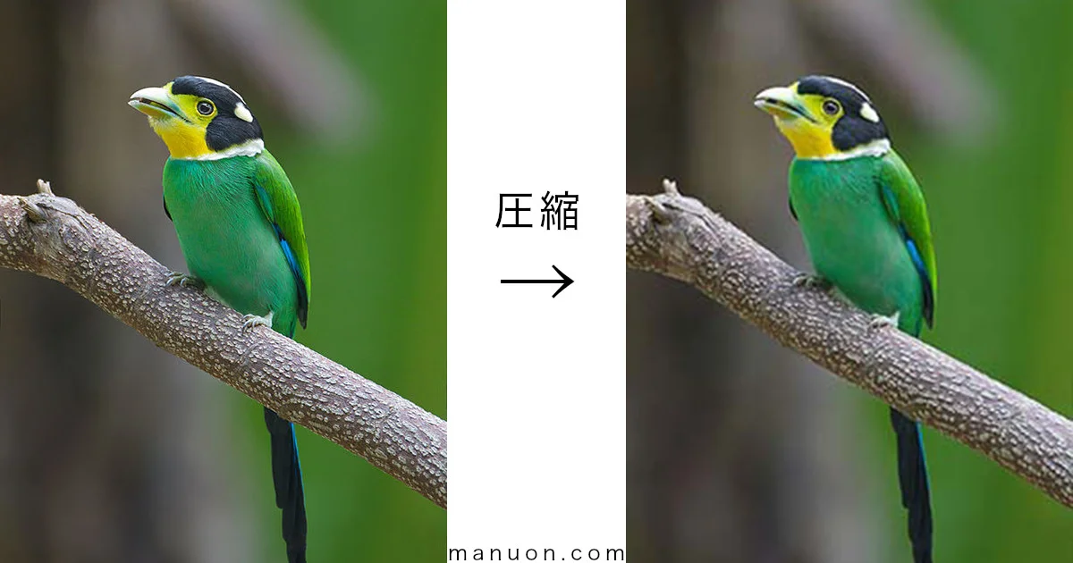 WebP化】EWWW Image Optimizerの設定方法と使い方【SWELL・Cocoon